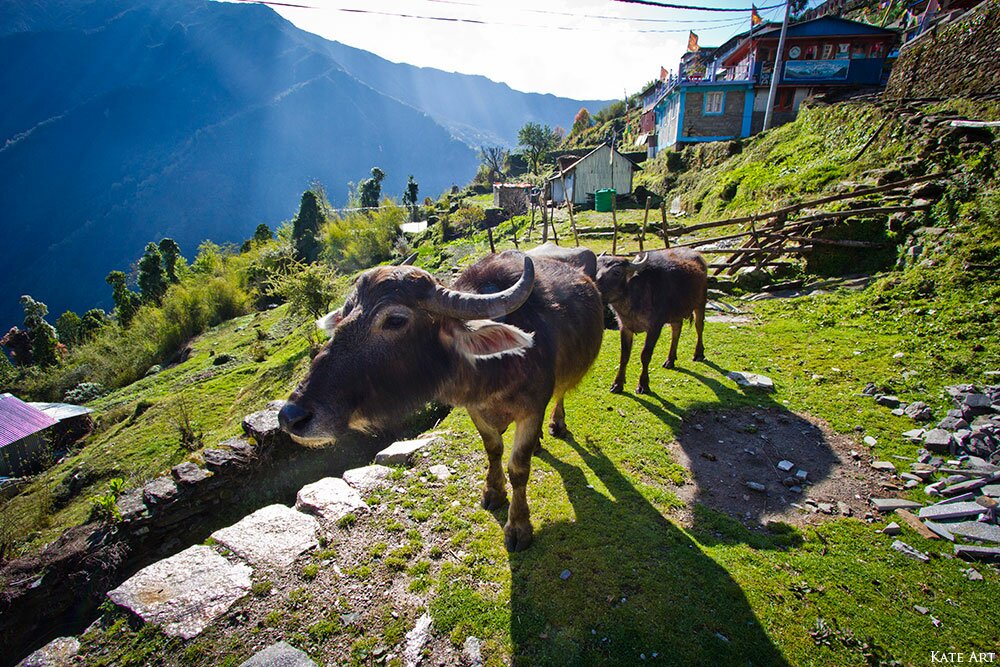 трекінг до базового табору Аннапурни, Непал, Пун Хіл