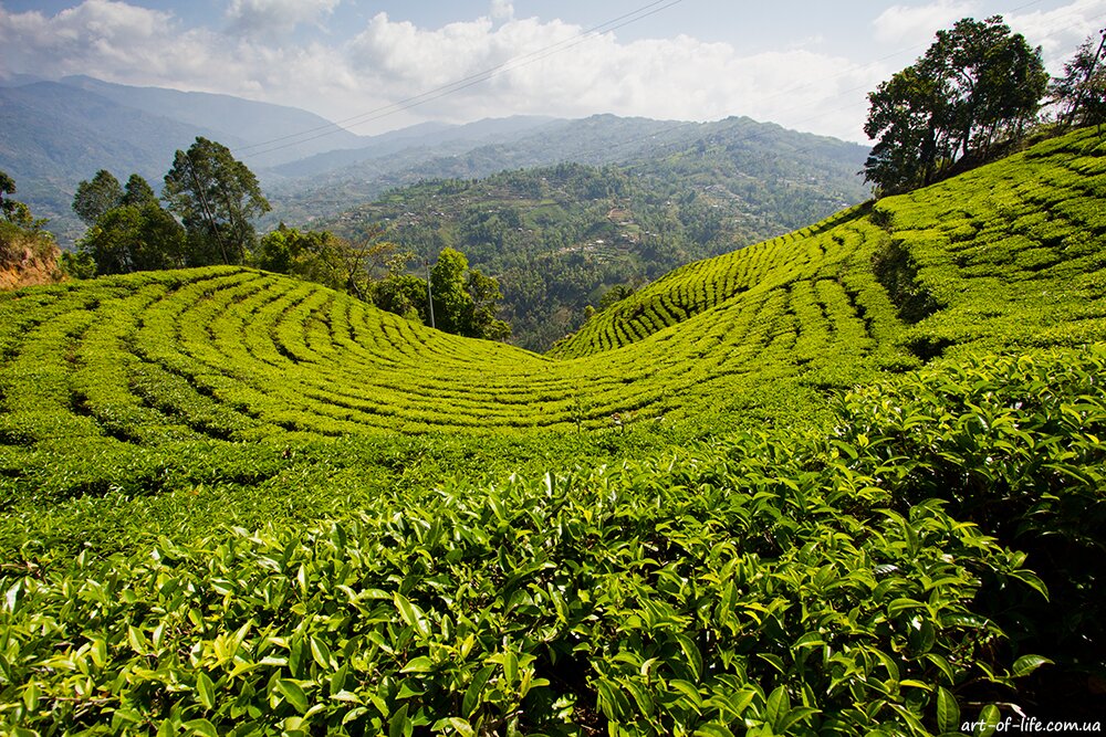 чайна плантація в Непалі