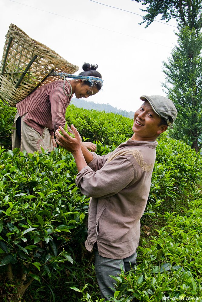 чайна плантація в Непалі
